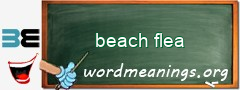 WordMeaning blackboard for beach flea